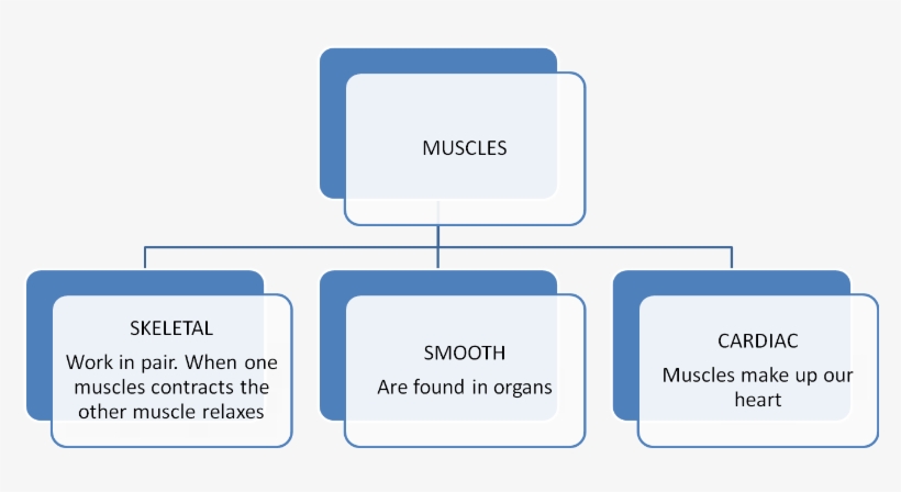 Muscular System - Utility Computing In Cloud Computing, transparent png