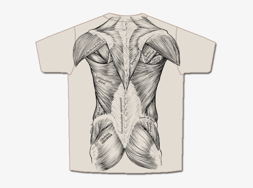 Prev / Next, transparent png
