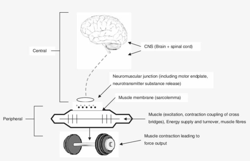 The Neuromuscular Pathway Leading To Muscular Contraction - Ich Kann Bankdrücken Mein Eigenes Gewicht Karte, transparent png