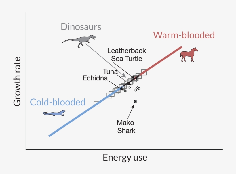 Hot Blooded Or Cold Blood Or In Between - Warm Blooded And Cold Blood, transparent png