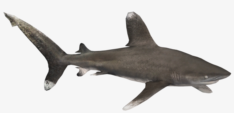 Oceanic Whitetip Shark - T-shirt, transparent png