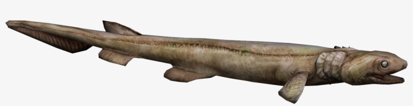 Frilled Shark, transparent png