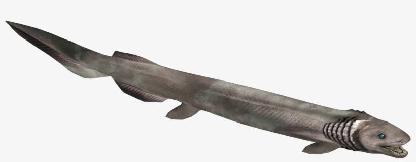 Frilled Shark - Missile, transparent png