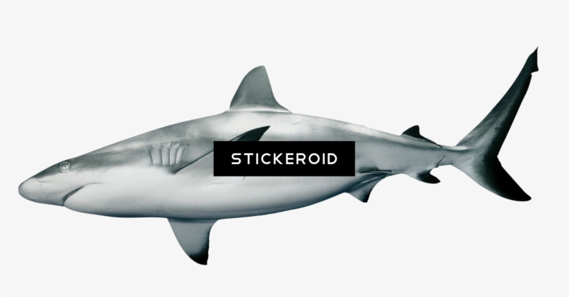 Shark Sharks - Black Tip Reef Shark Transparent, transparent png