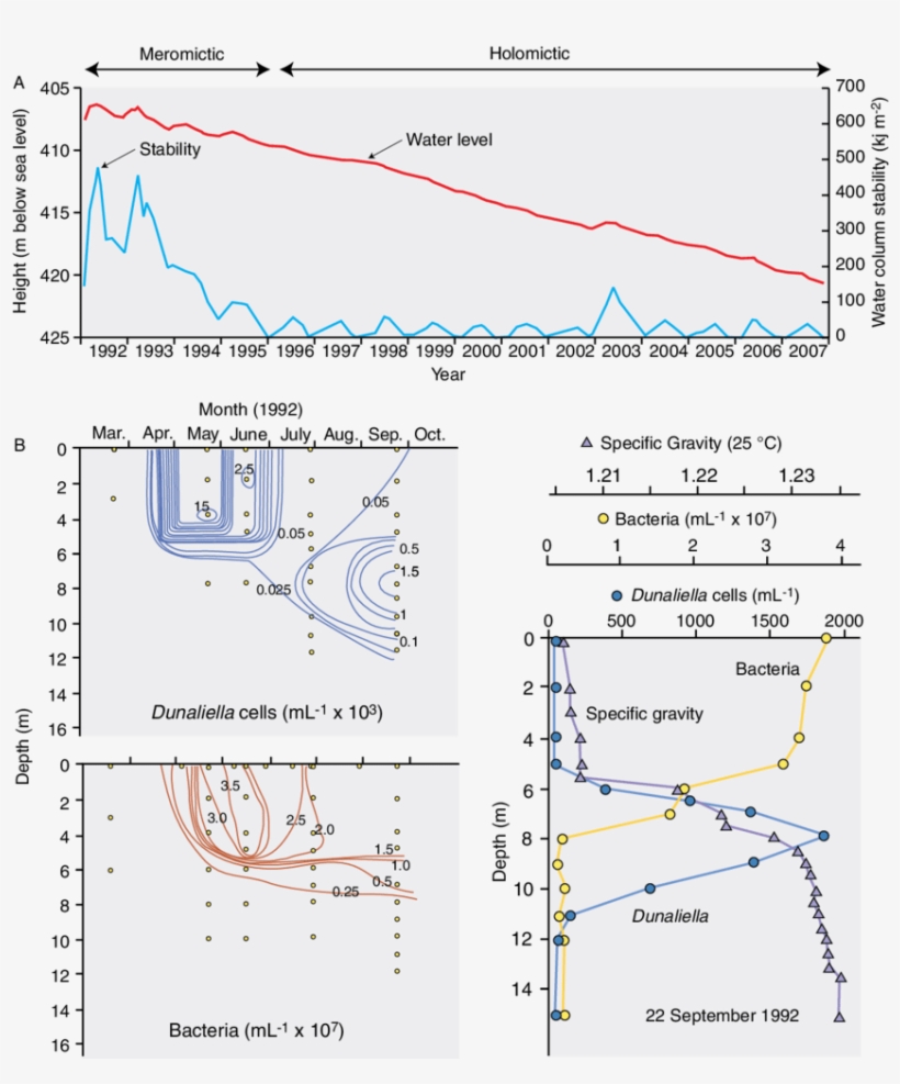 Biodynamics In The Dead Sea, Middle East - Halobacteriaceae, transparent png