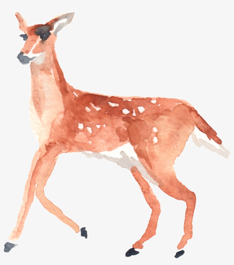 Png De Ornamentação Transparente Para Os Passarinhos - Watercolor Deer Clipart, transparent png