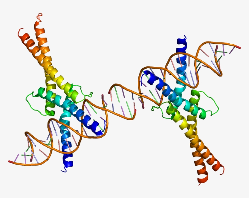 Protein Srebf1 Pdb 1am9 - Proteina 2 De Union Al Elemento Regulador De Esteroles, transparent png
