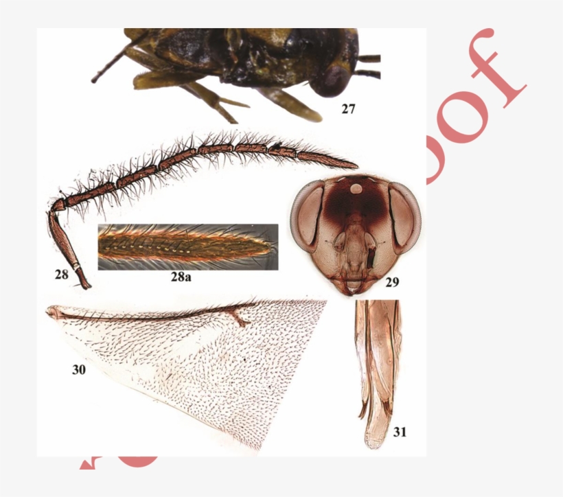 Leptomastix Epona , Male - Locust, transparent png