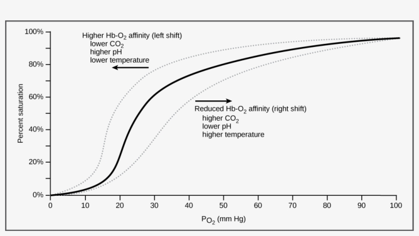 Art Connection - Gas Exchange, transparent png