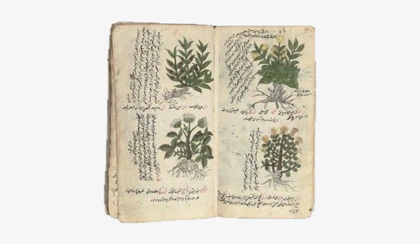 #moodboard #moodboards #cute #chooseagirlfriend #nichememes - Herbalism, transparent png