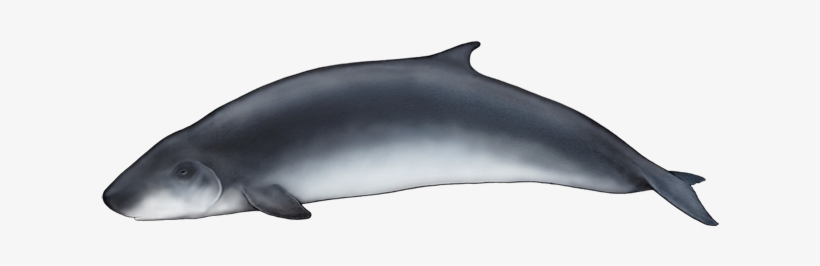 Dwarf Sperm Whale - Cachalote Anao, transparent png