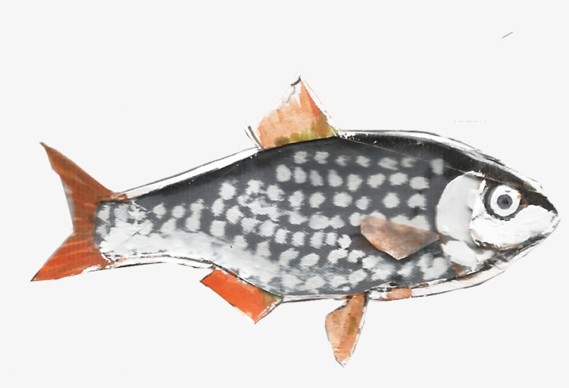 Slider Roach Rutilus Rutilus 1200px - Gulf Flounder, transparent png