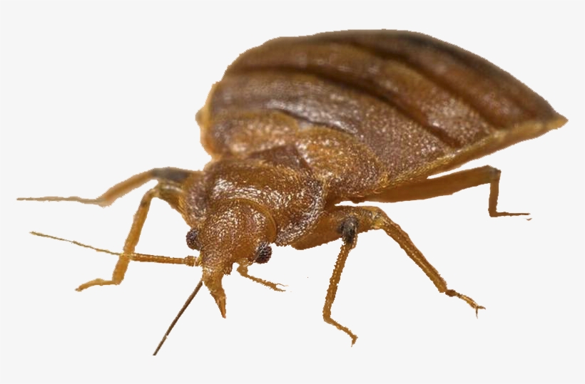 Bed Bugs Treatment, Roaches, Pest Control - Bed Bug With A Hat, transparent png