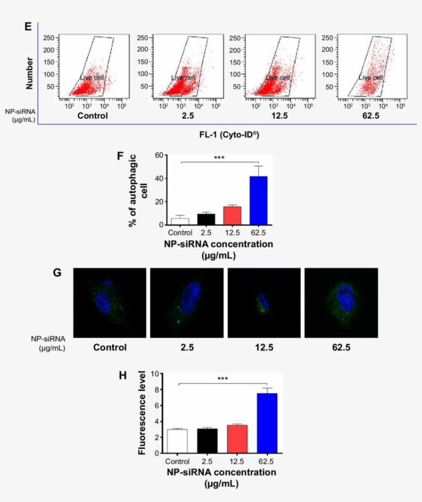 Effects Of The Novel Np Sirna Liposomes On Cell Cycle - Cell, transparent png
