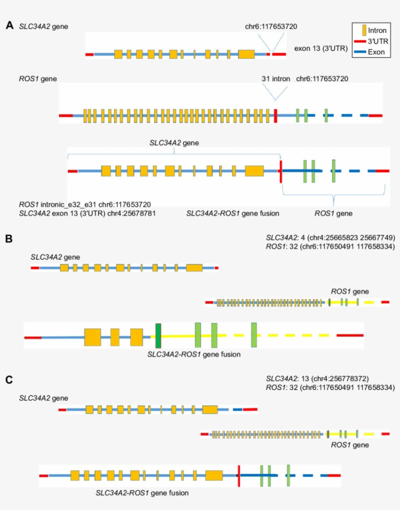Structure Of The Novel Slc34a2 Ros1 Fusion Gene - Novel, transparent png