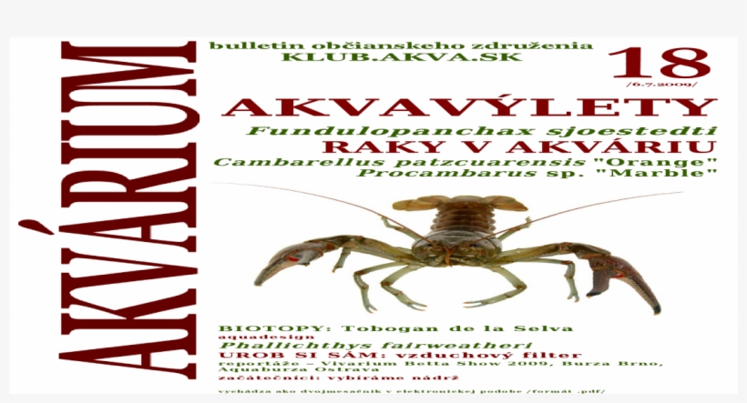 Insect, transparent png