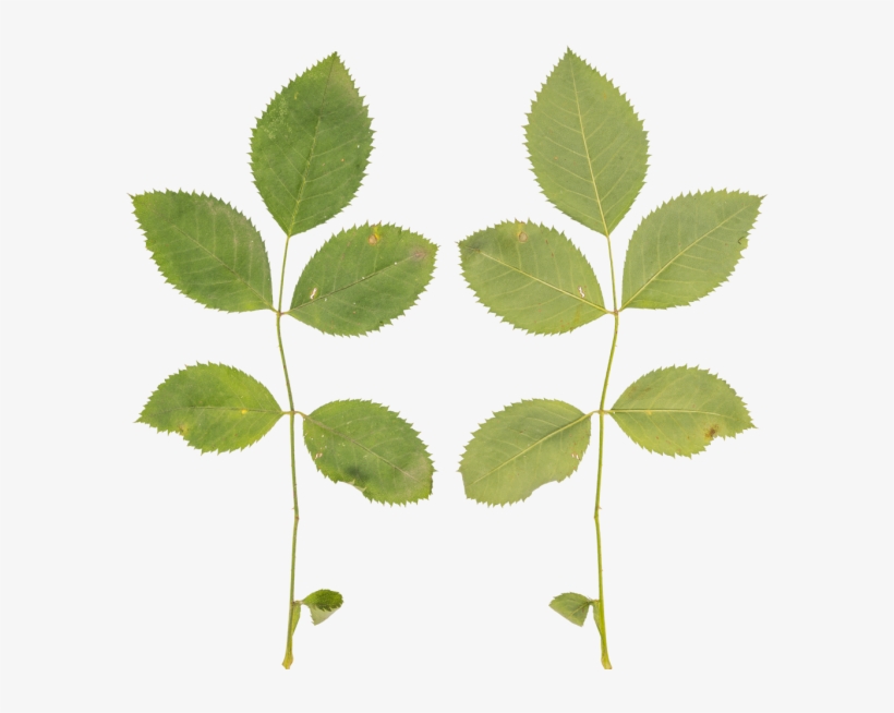 Canoe Birch, transparent png