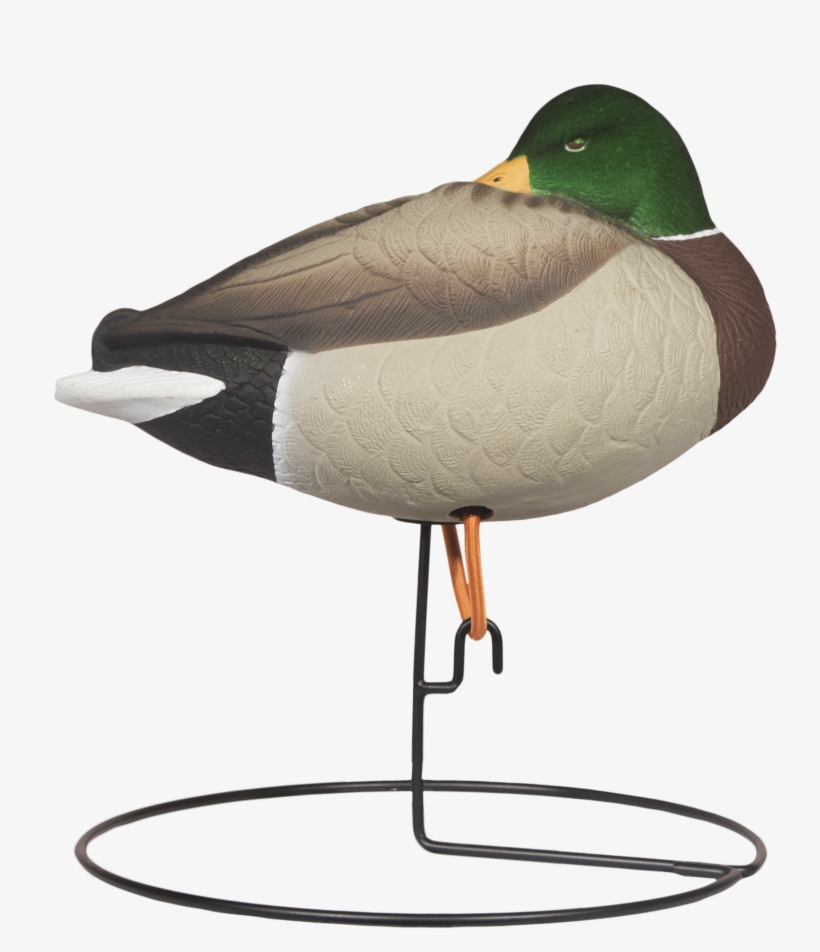 Rugged Full Body Mallard Sleeper Drake Right Side Flocked - Mallard, transparent png
