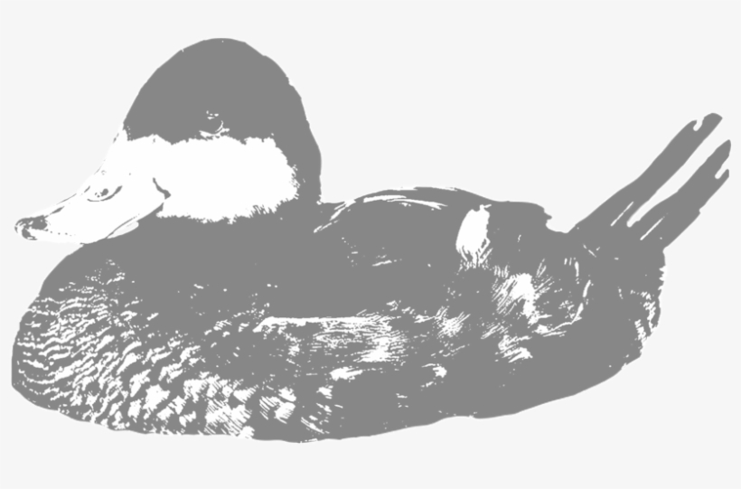 Ruddy - Utah, transparent png