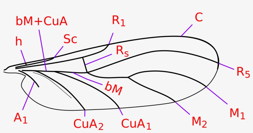 Open - Mycetophilidae Wing, transparent png