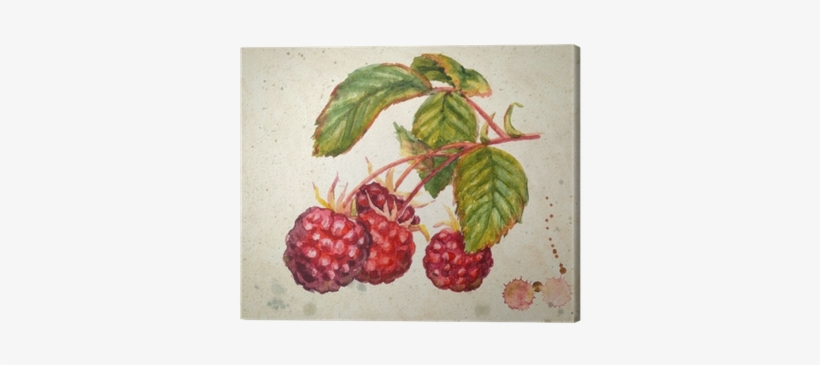 A Branch Of Raspberry - Raspberry Watercolor, transparent png