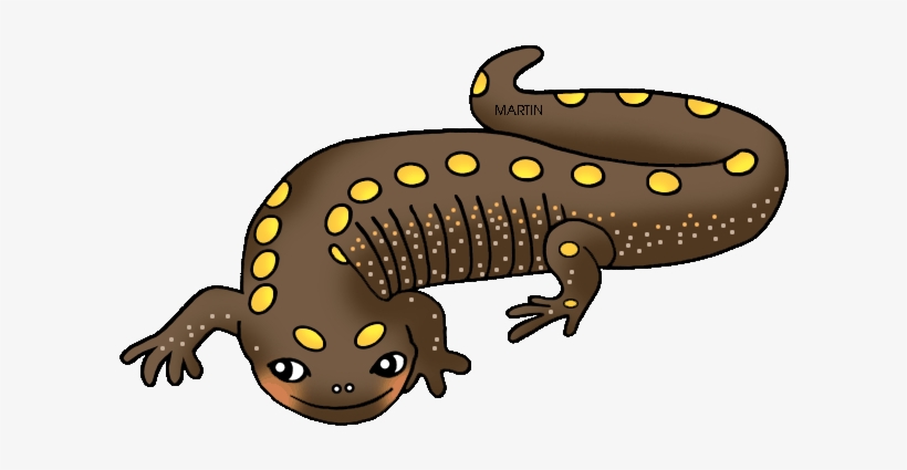 United States Clip Art By Phillip Martin, Ohio State - Clipart Salamander, transparent png