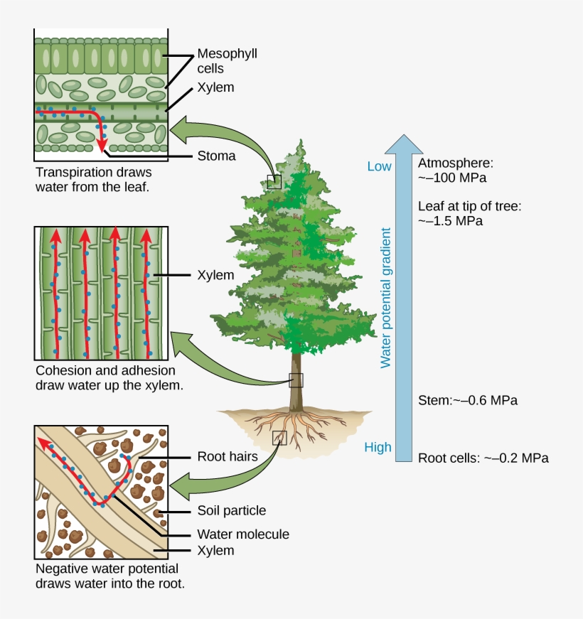 Appendix 1 - - Does Water Travel Up A Tree, transparent png