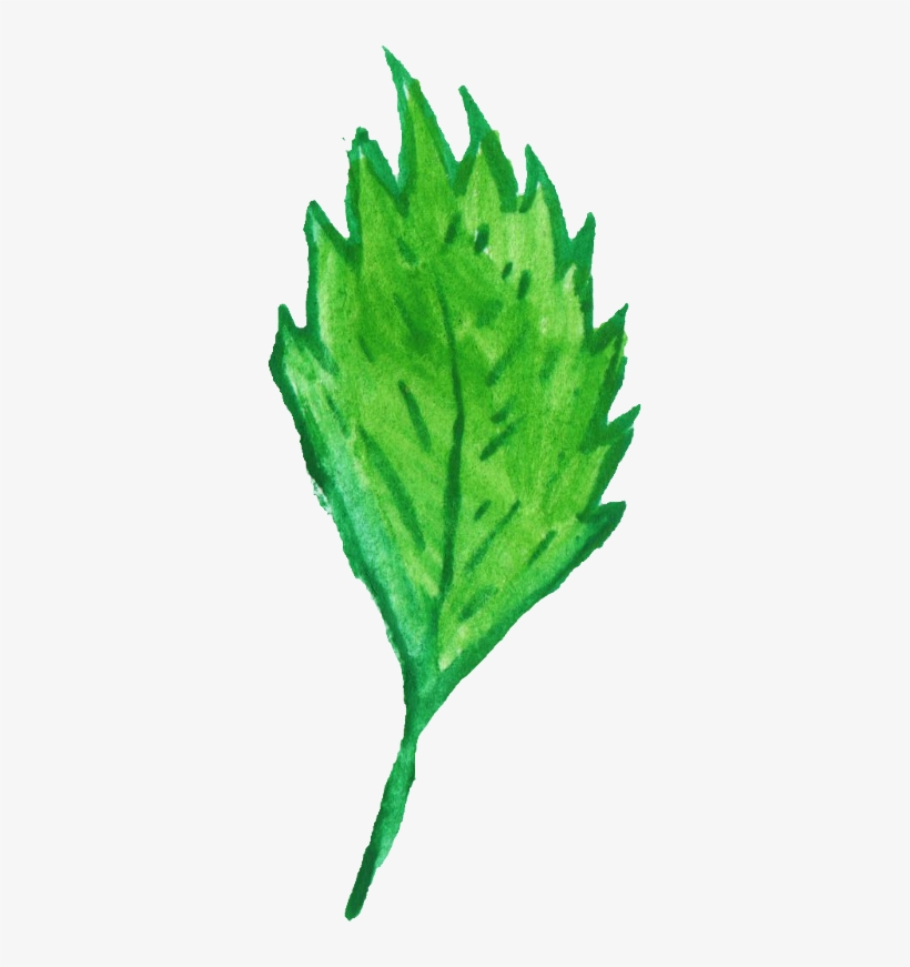 Free Download - Maple Leaf, transparent png