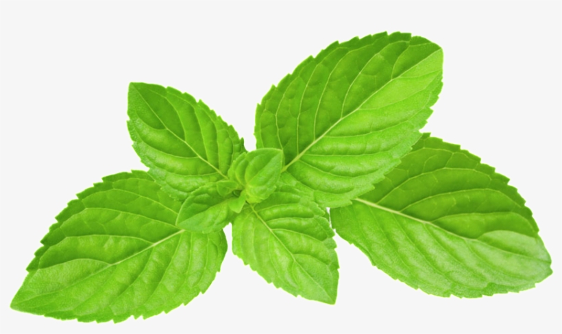 Green Oil Mint Leaves Transparent Plant Vector - Mint Leaves Png, transparent png