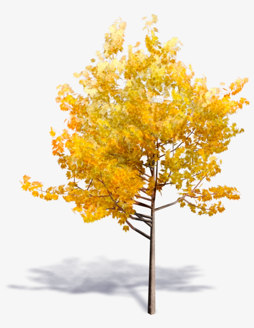 Generic Autumn Tree - Yellow Tree Png, transparent png