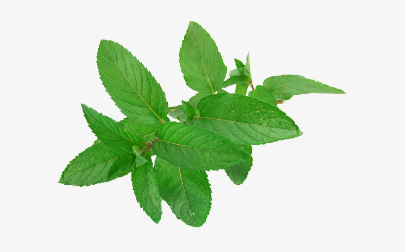 Mint Png Free Download - Mint Leaves, transparent png