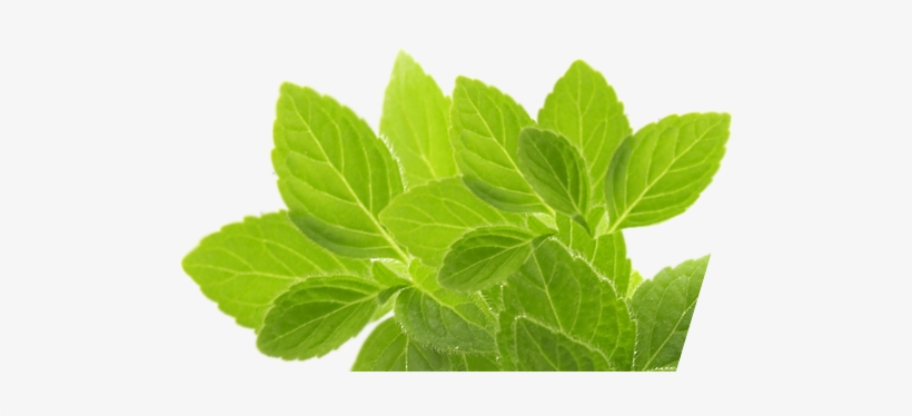 Herb Png Picture - Herb Template, transparent png