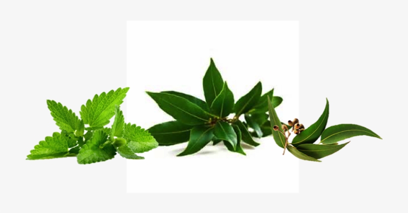 Contact - Spearmint Candle Fragrance Oil, transparent png