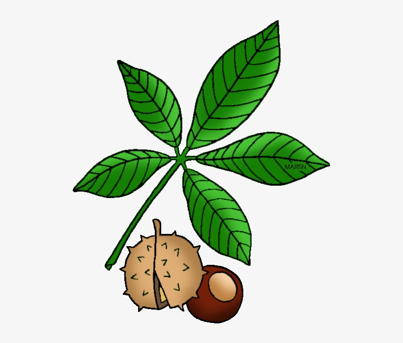 United States Clip Art By Phillip Martin - Buckeye Clipart, transparent png