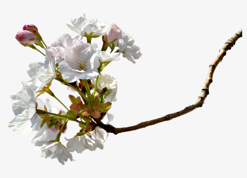 Branch, Cherry Blossom, Cherry Tree, Cherry Branche - Cherry Blossom, transparent png