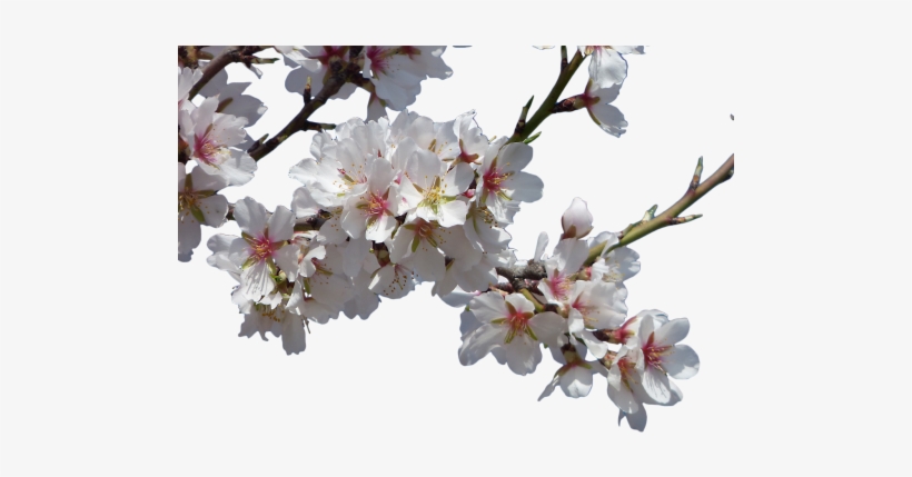 Flowers, Almond Tree, Flowering - Spring Flowers Transparent Png, transparent png
