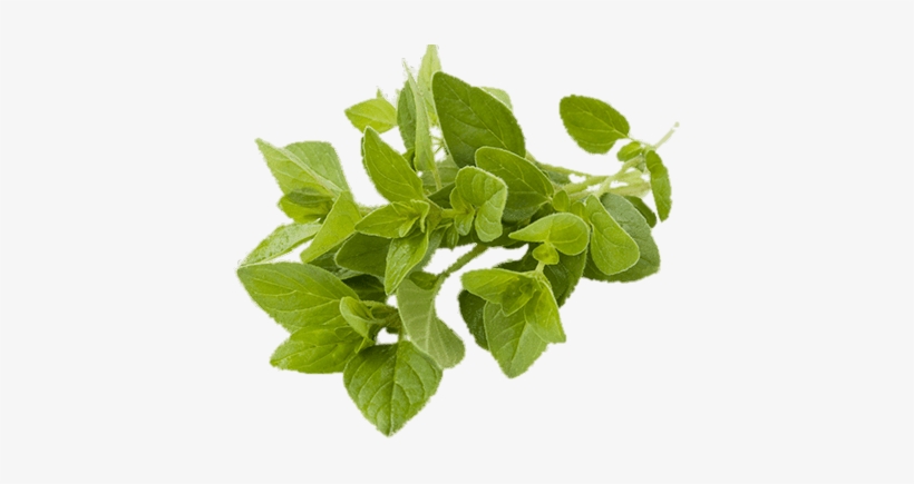 Oregano - Amazing Facts On Leaves, transparent png