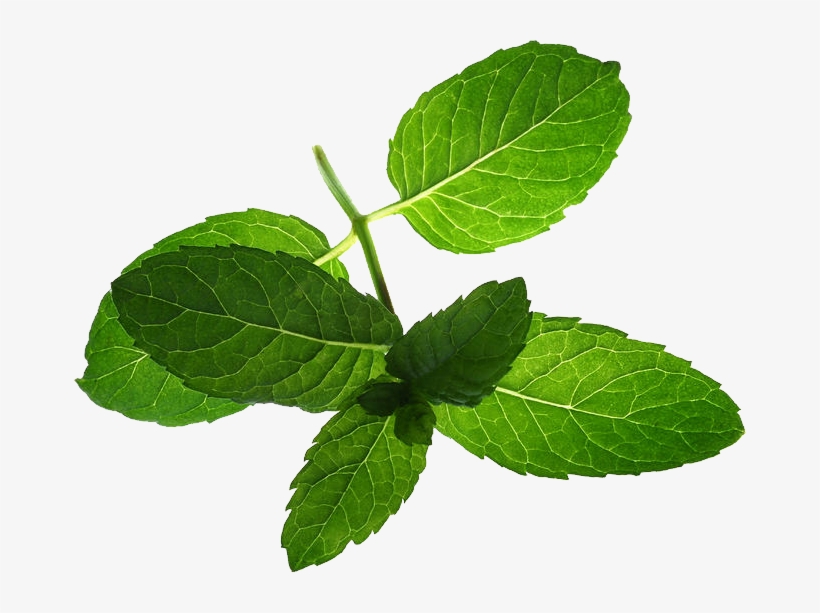Mint, transparent png