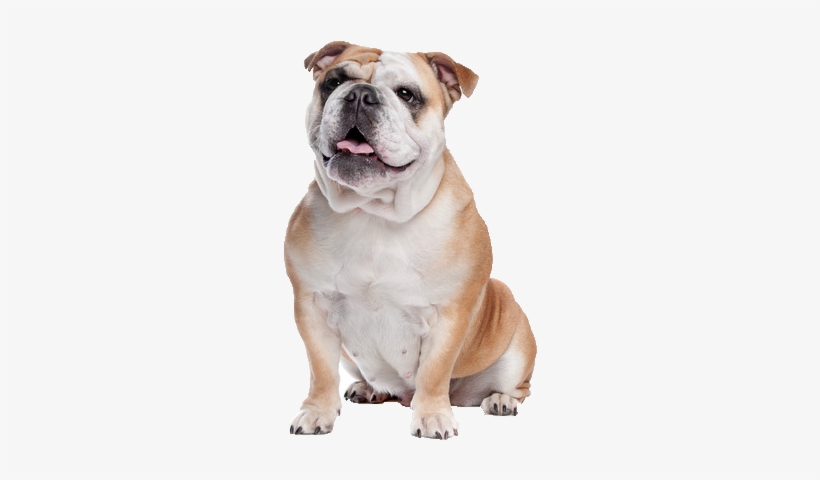 Bull Dog Png - English Bulldog Dog Png, transparent png