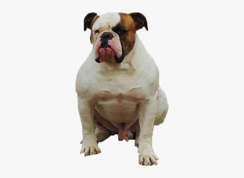 Bulldog Muscle Png - Greeting Card, transparent png