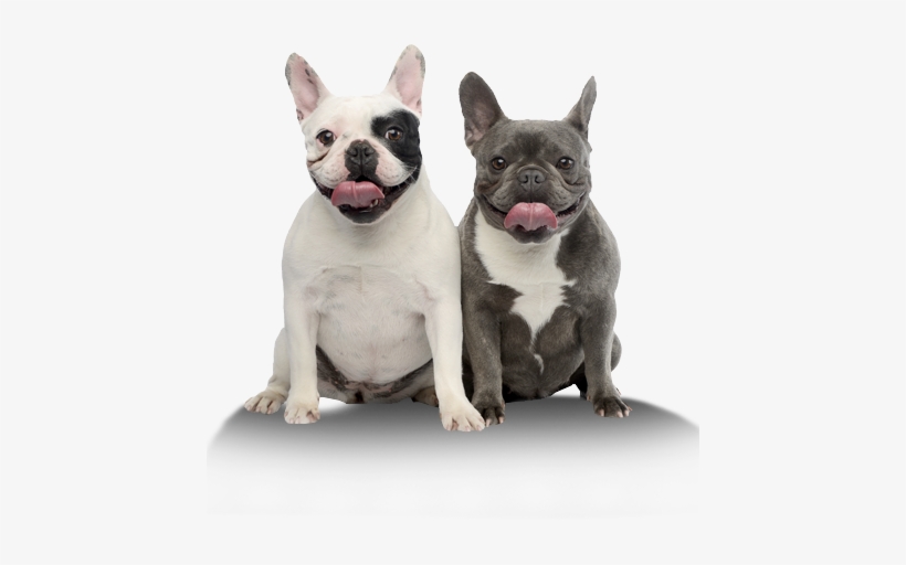 French Bulldog Png, transparent png