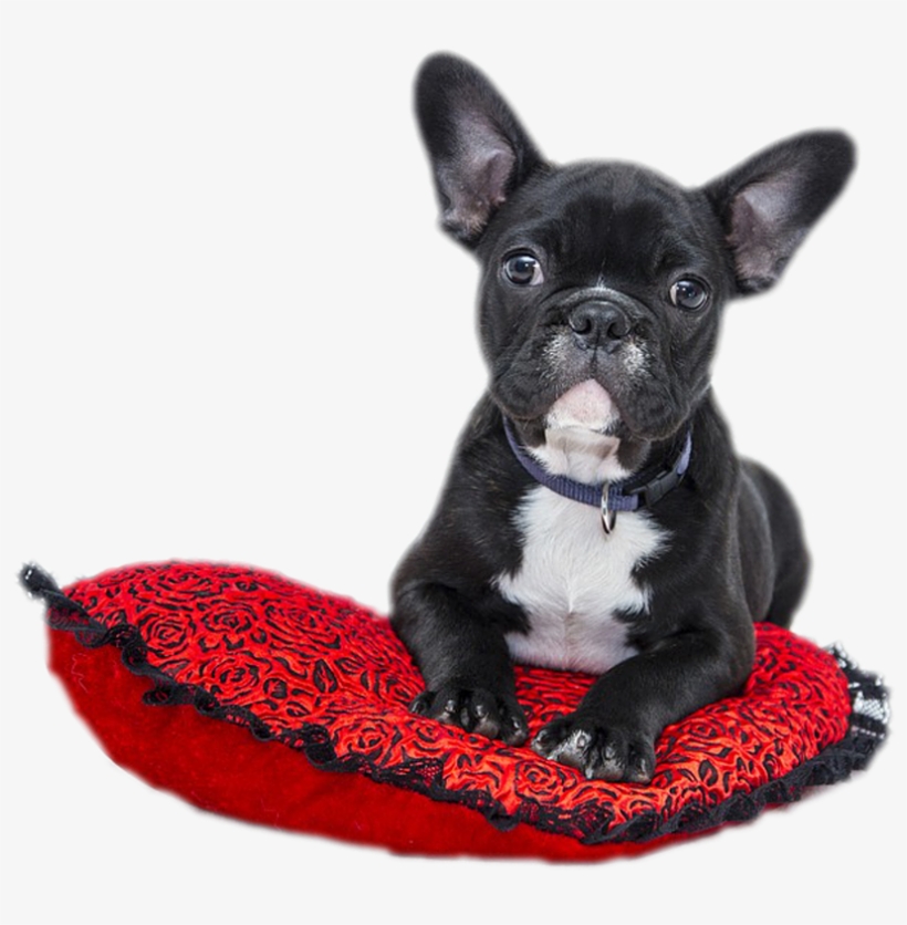 Cropped Bulldog 1941428 1280 - Cute Dog On Heart Cushion Note Cards, transparent png