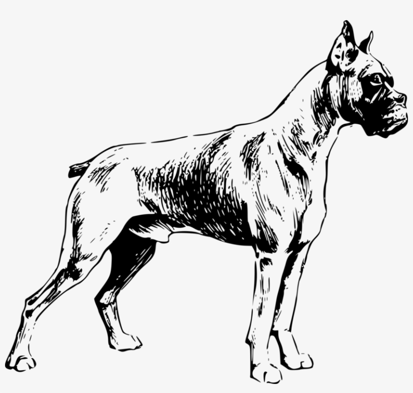 Boxer Valley Bulldog Dog Breed Pet Drawing - Dog Black White Png, transparent png