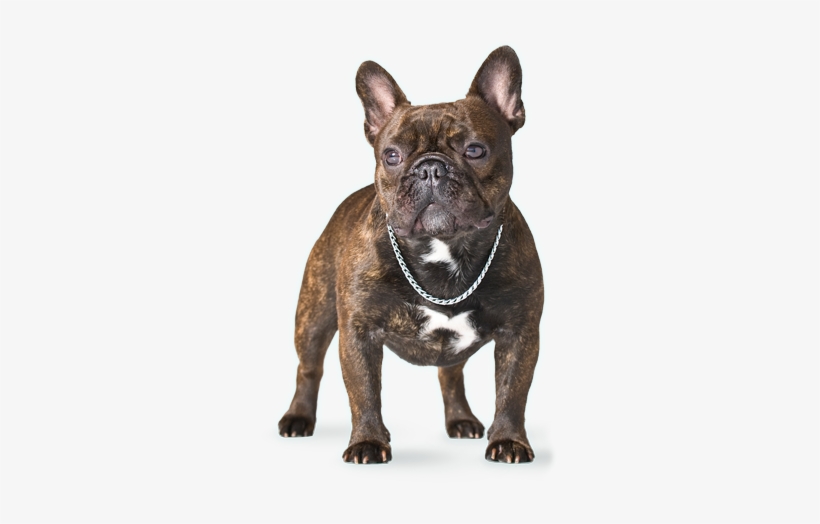 About Us - French Bulldog Png, transparent png