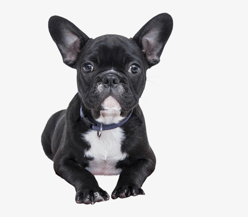 Bulldog Puppy No Background - My French Bulldog Journal: Day To Day - Life - Training, transparent png