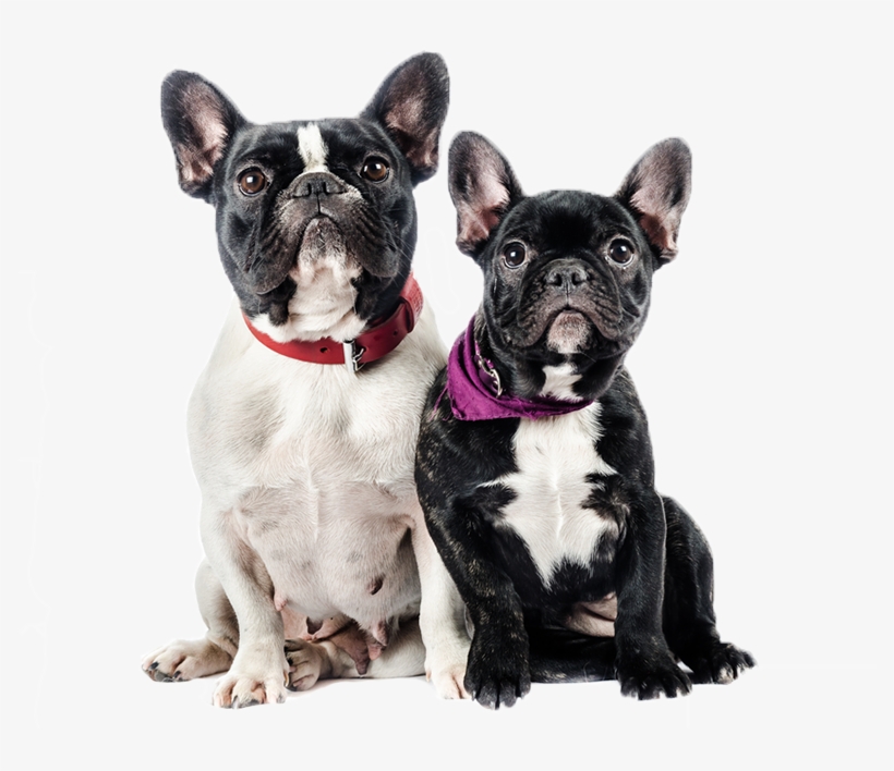 Bulldog Frances Macho Y Hembra - Diferencia Entre Macho Y Hembra Bulldog Frances, transparent png