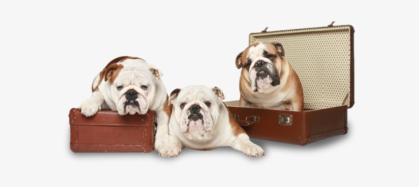 English Bulldog, High Quality Images - English Bulldogs Png, transparent png