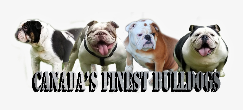 We Took Our Time To Select Some Of The Finest Bloodlines - Bulldog, transparent png
