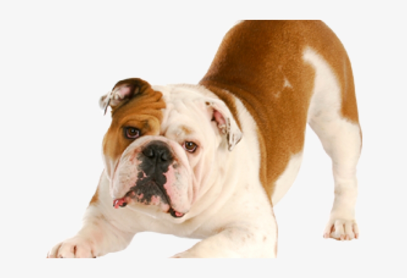 bulldog transparent background