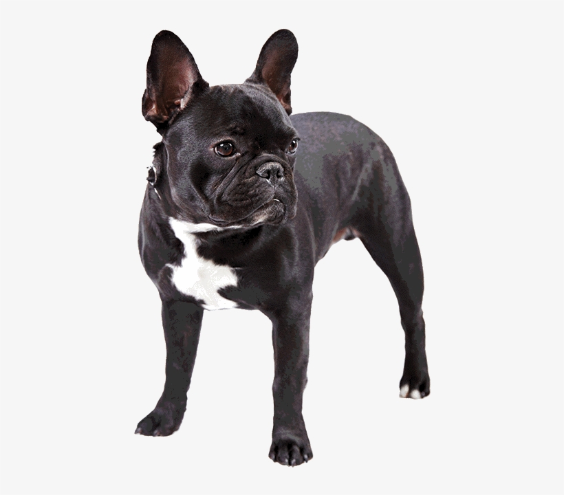 Photo Of French Bulldog - Black French Bulldog Png, transparent png